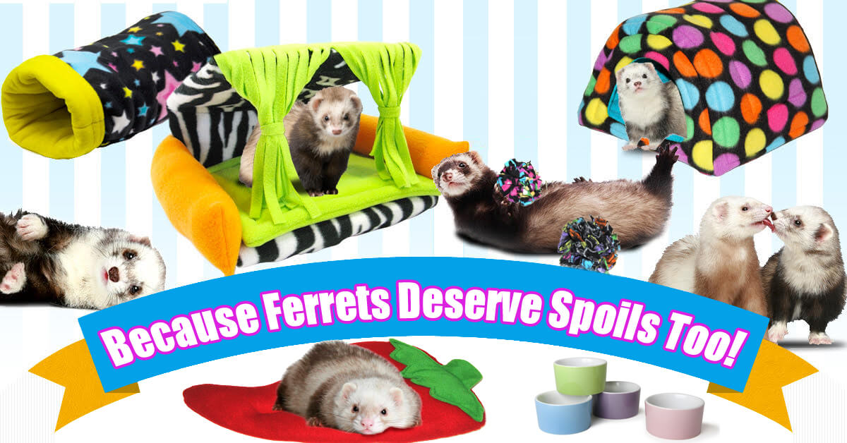 ferrets supplies
