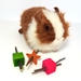 munch the galaxy toy for guinea pigs